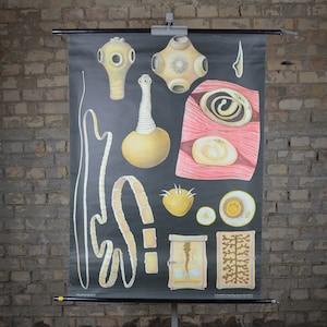 Tapeworm, Parasit: Original Vintage 1950er Jahre Lehrposter Schule Wandkarte Roll down Druck seziert medizinische Kuriosität Kuriosität
