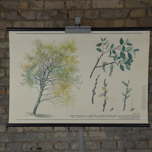 Toller Weidenbaum: Original Vintage 1980er Jahre Tschechisches Lehrposter Schule Wandkarte Roll up botanischer Druck Leinwand Pflanzen biologie
