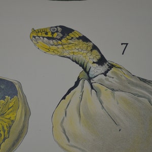 Reptilien Eier, Schlange, Eidechse Embryo: original antik 1920er Jahre Lehrposter Schule Wandkarte Lithografie seltsame Anatomie Kuriosität vintage