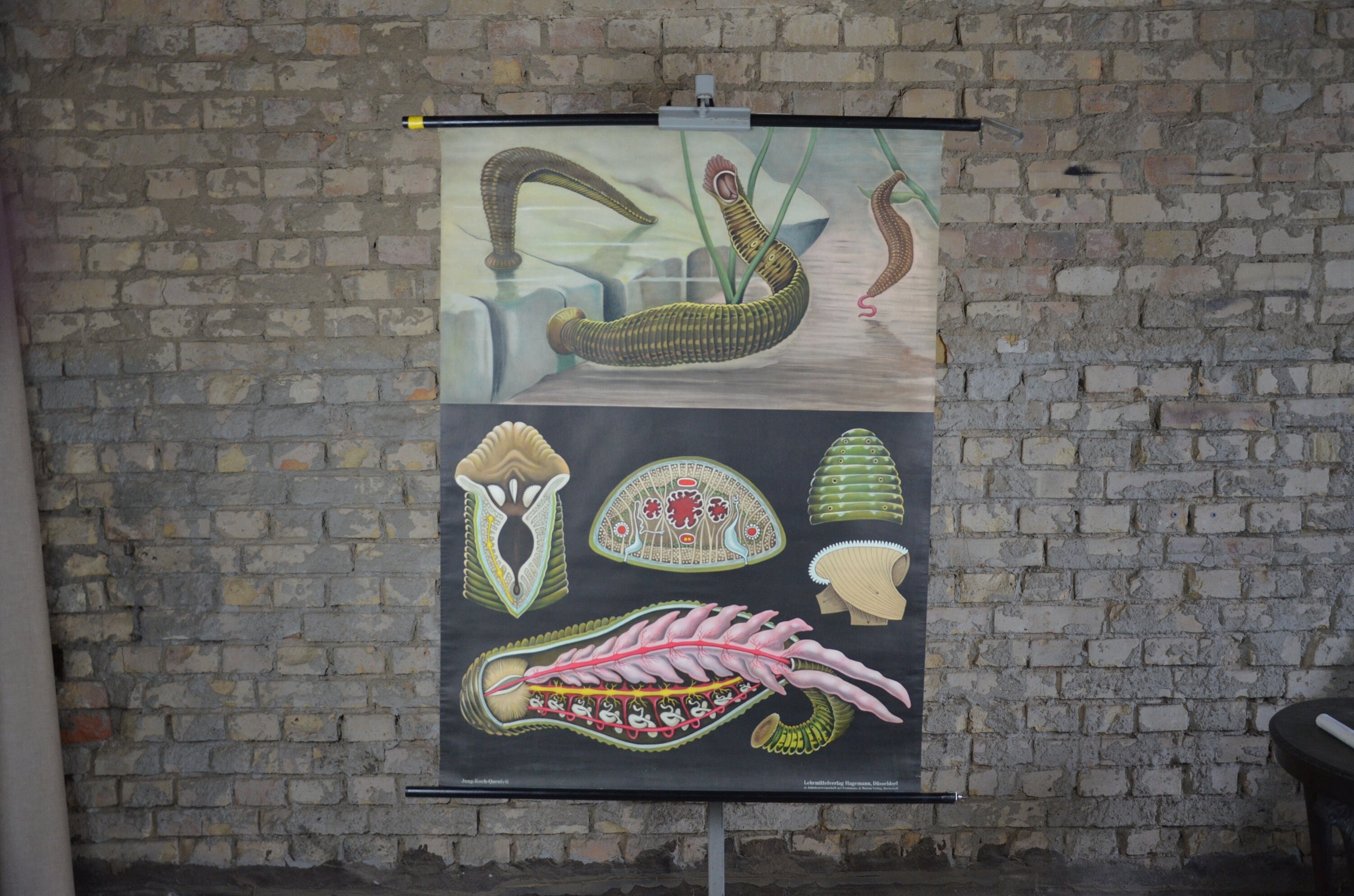 Tableau de biologie éducatif allemand par Jung Koch Quentell sur France