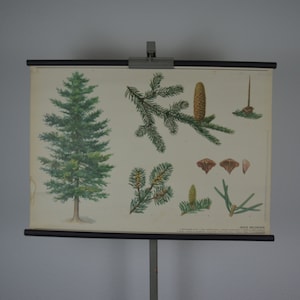 Silber tannenbaum, Abies alba: Original Vintage 1980er Jahre Tschechisches Lehrposter Schule Wandkarte Roll down botanischer Druck immergrün Weihnachten
