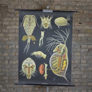 Ocean Plankton Crustaceans, Cephalocarida, Branchiopoda: original vintage des années 1950 Affiche éducative allemande tableau mural rouleau bas
