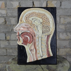 Antiker SOMSO Kopf, Medianschnitt Anatomie Modell: vintage Anatomisches Gips & Pappmaché Lehrmittel original 1890er Jahre