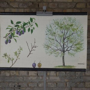 Ciruela podar ciruelo, fruta, huerto: original vintage 1970s Czech educational poster school chart roll up botanical print plant antique