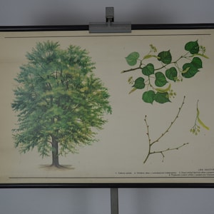 Tiglio a foglie piccole, Tilia cordata: originale vintage 1980 ceco poster educativo scuola wall chart roll down print plant botanical