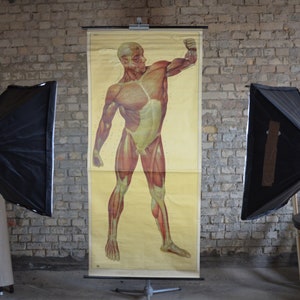 Muskeln, männlicher Menschlicher Körper: original vintage 1950er Jahre Lehrposter anatomische Schule Wandkarte Roll down Anatomie lebend Ecorché