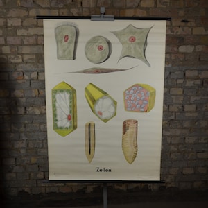 Soorten cellen, weefsel: originele vintage jaren 1960 Duitse educatieve poster school muur grafiek roll down print wetenschap modernistische illustratie