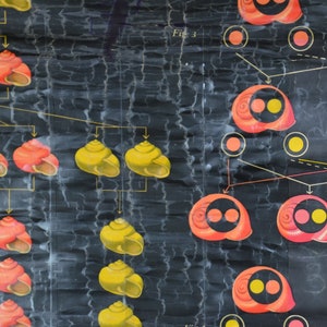 Snail Shell Genetics, Phenotypes: Original Vintage 1920s German ...