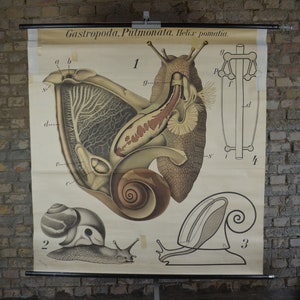Helix pomatia, escargot de Paul Pfurtscheller: affiche éducative originale des années 1920 carte murale de l’école rouleau vers le bas lithographie anatomie bizarrerie