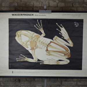 Waterkikker anatomie, skelet: grote originele vintage jaren 1960 Duitse educatieve poster uit het midden van de eeuw schoolwandkaart print wetenschap amfibie