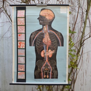 Blutbildung, Hämatopoese: Original Vintage 1960er Jahre Lehrposter Schule Wandkarte Anatomie Druck Anatomie mcm