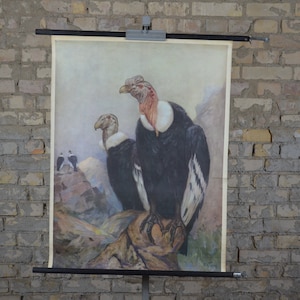 Kondor: Original Vintage 1950er Lehrposter Schule Wandkarte Roll down Druck Vogel der Greifgeier Berge antik Kalifornien