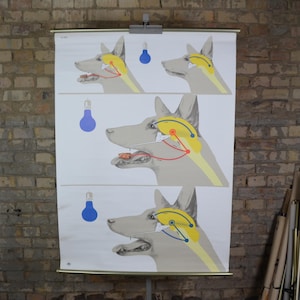Pavlov's hond, reflex: originele vintage Duitse educatieve poster uit de jaren 70, schoolmuurkaart, uitrolprint wetenschap psychologie modernistisch brein