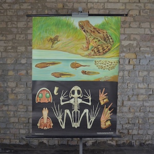Brown Grass Frog Anatomie: Jung Koch Quentell original vintage allemand des années 1960 affiche éducative école carte murale anatomie imprimer triton amphibien