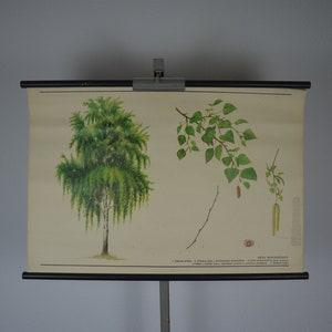 Bouleau argenté, Betula pendula: original vintage des années 1980 Affiche éducative tchèque tableau mural de l’école rouleau bas imprimer plante forêt botanique