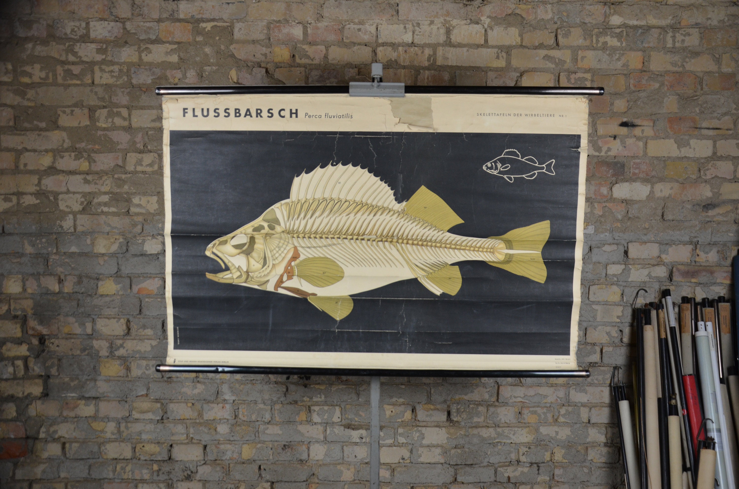 Perch Skeleton, Fish Anatomy: Distressed Original Vintage German 1950s
