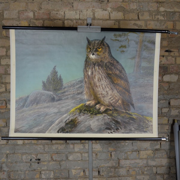 Eagle-owl, Uhu: original vintage 1930s Swedish educational poster school wall chart roll down print by Nils Tirén antique bird anatomy