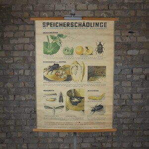 Farine / Fruit Vermine, Insectes: original vintage 1920s Affiche éducative allemande tableau mural de l’école rouleau bas plante d’impression Entomologie bugs