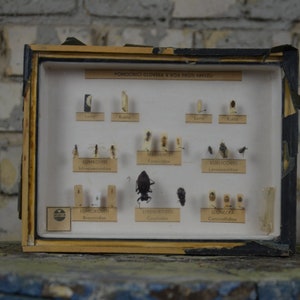 Beetles, Insects: original antique 1950s educational Czech school specimen collection display case box insect biology vintage entomology