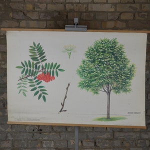 Rowan Tree, Berg esche, Sorbus aucuparia: original vintage 1970er Jahre Tschechisches Lehrposter Schule Wandkarte Druck Pflanze botanisch antik