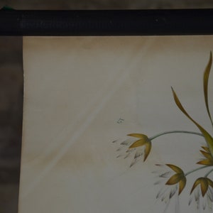 May include: Vintage botanical print depicting a flowering plant. The artwork shows delicate white and yellow blossoms with green stems and leaves. The print is mounted on cream-coloured paper and is held by a black rod.
