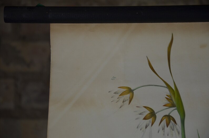 May include: Vintage botanical print depicting a flowering plant. The artwork shows delicate white and yellow blossoms with green stems and leaves. The print is mounted on cream-coloured paper and is held by a black rod.