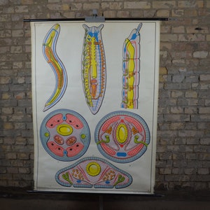 Anatomie de Worms: original vintage des années 1960 affiche éducative allemande tableau mural rouleau bas imprimé anatomique vermes helmitologie biologie