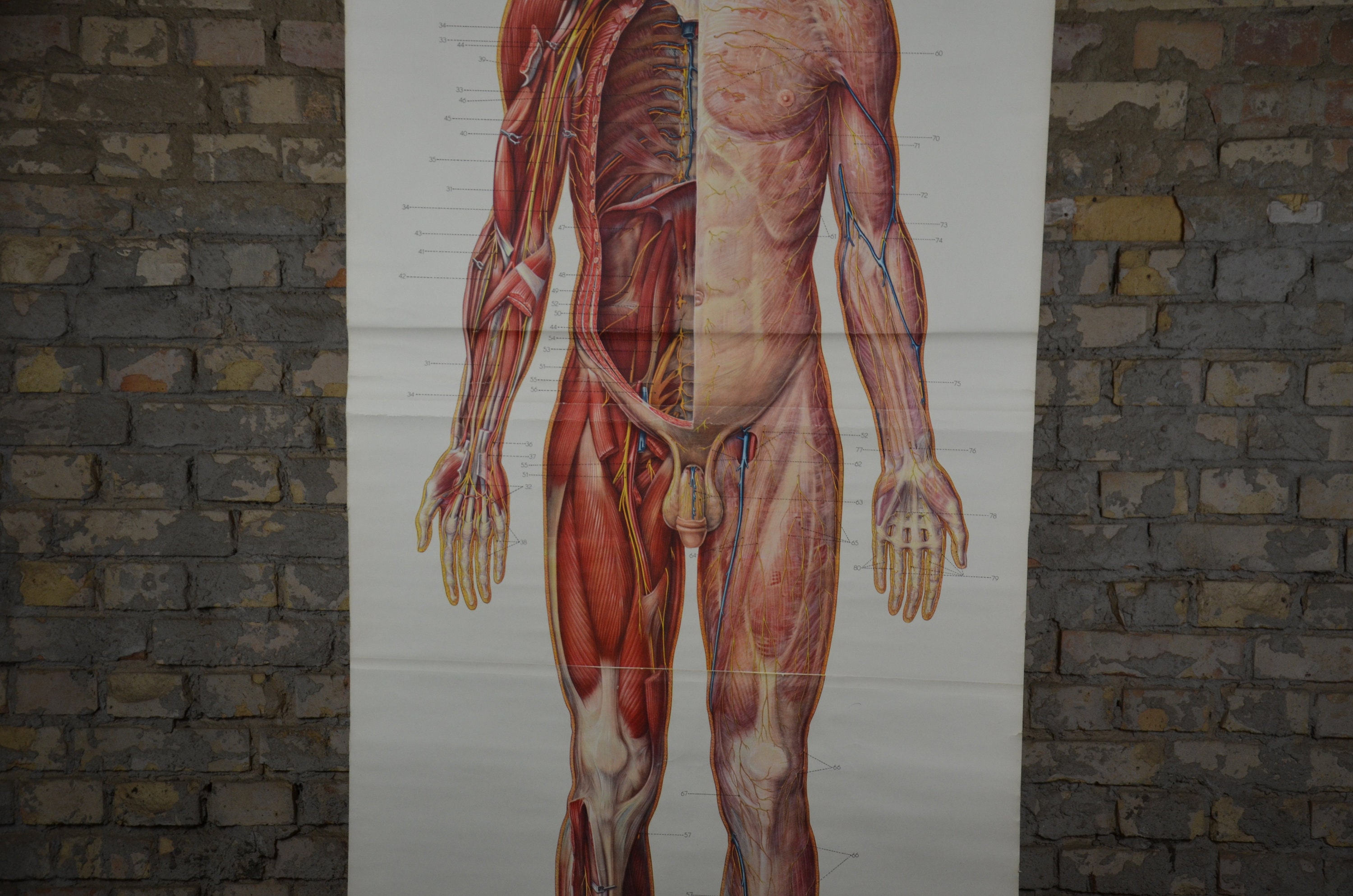 Human Nervous System Life-sized Anatomy Chart: Original - Etsy
