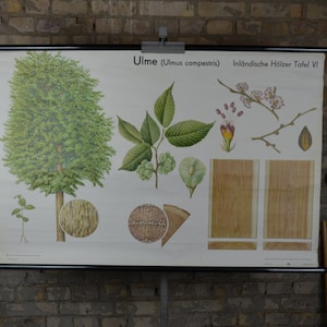 Ulme & Holz, Vintage, botanischer Druck: 1970er Jahre Lehrtafel Schulwandkarte Rollkarte Waldweg Tannenzapfen Forstwirtschaft