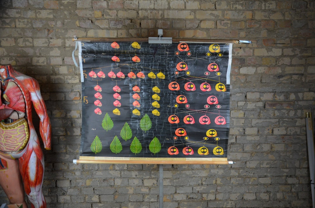 Snail Shell Genetics, Phenotypes: Original Vintage 1920s German ...