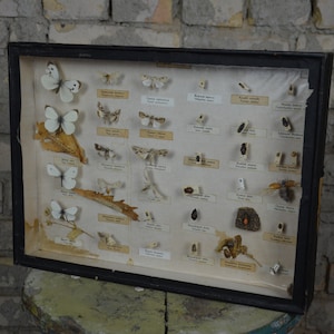Butterflies, Moths & Beetles: originele vintage jaren 1950 educatieve Tsjechische school specimen collectie vitrinekast insect entomologie antiek