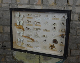 Butterflies, Moths & Beetles: original vintage 1950s educational Czech school specimen collection display case box insect entomology antique