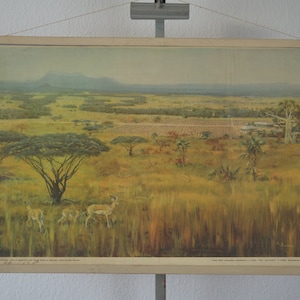 Paesaggio della savana: originale vintage 1950 Ceco poster educativo scuola wall chart stampa da Zdenek Burian antilopi Africa Savana Congo