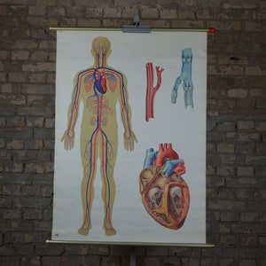 Herz, Blutstrom, Menschliche Anatomie: Original Vintage 1970er Lehrposter Schulwandkarte Roll down anatomischer Druck