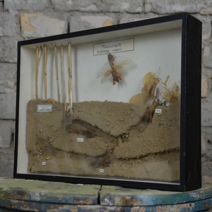 Mole Cricket: original antique 1920s German educational school specimen collection display box biology vintage entomology insects oddity