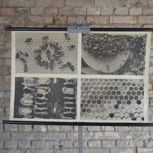 Ruche, abeilles mellifères: millésime original des années 1950 Affiche éducative allemande tableau mural rouleau bas imprimer insectes ouvrier abeilles apiculture miel