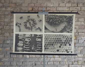Bienenstock, Honigbienen: 1950er Jahre Lehrtafel Schulwandkarte Schulwandkarte Insekten Arbeiter Bienen Imker Honig