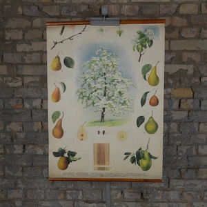 Perenboom & Cultivars: originele vintage jaren 1950 educatieve school poster wandkaart botanische print Tsjechische plant Tuin Boomgaard Biologie fruit