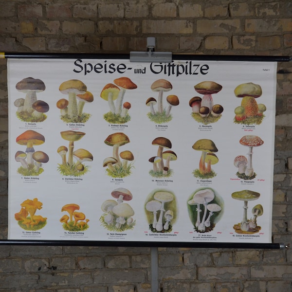 Antique Poisonous Fungi Etsy