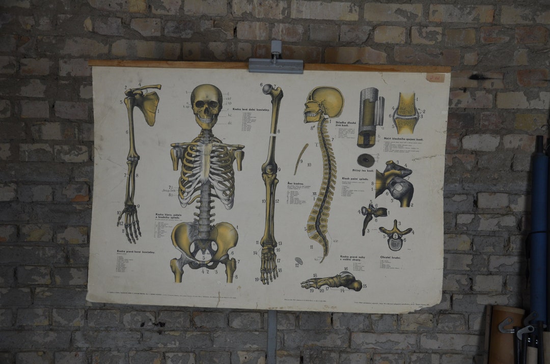 Human Skeleton, Anatomy: Original Vintage 1950s Czech Educational ...
