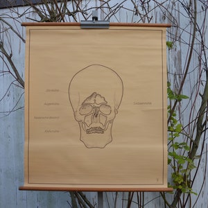Cavità del cranio umano, Anatomia: originale vintage 1960s tedesco Medico educativo poster scolastico wall chart anatomico stampa testa stranezza esercito