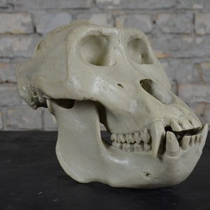SOMSO Adult Gorilla Skull: impressive anatomical model original vintage 1970s German Primate anatomy university visual aid oddity curiosity