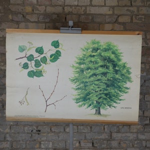 May include: Vintage botanical chart of a tree and its parts, displayed on a wooden frame. The chart features detailed illustrations of leaves, branches, and a full tree, with green and brown hues. The background is a weathered brick wall.