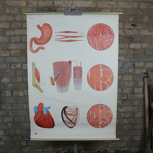 Spierweefsel, menselijke anatomie: originele vintage jaren 1960 Duitse educatieve poster school muur grafiek roll down medische print wetenschap biologie