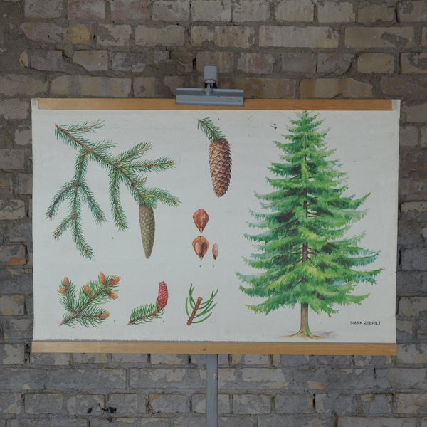 Norway spruce tree: original vintage 1970s Czech educational poster school wall chart roll down print plant botanical conifer evergreen