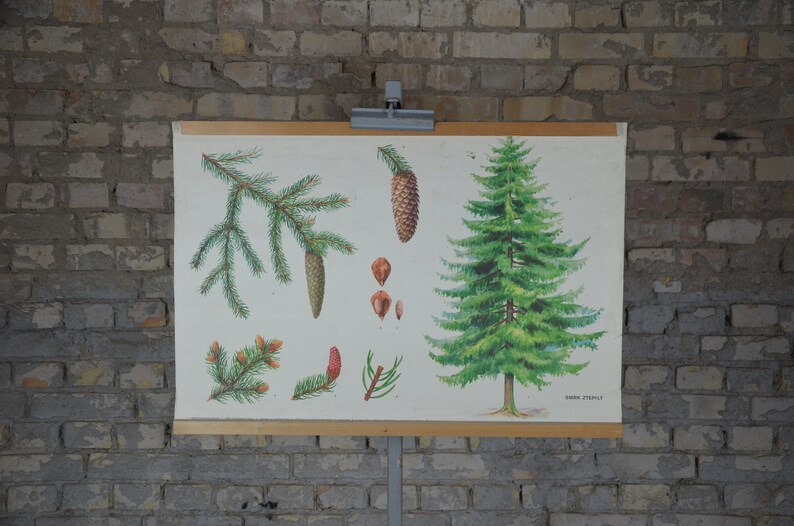 Norway spruce tree: original vintage 1970s Czech educational poster school wall chart roll down print plant botanical conifer evergreen image 1