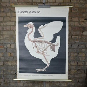Squelette de poulet : affiche éducative originale allemande des années 1980, tableau mural scolaire biologie, anatomie de la poule, oeuf, volaille, cuisine, impression antique