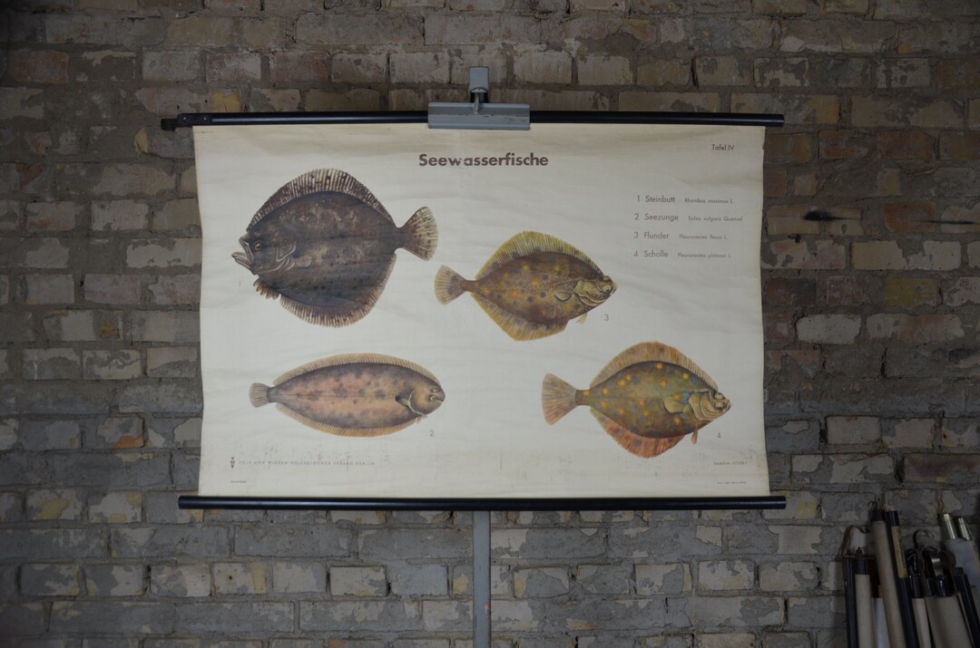 Flatfish Edible Sea Fish Original Vintage German 1960s Etsy