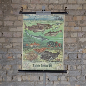 Poisson comestible de l’océan, pêche en eau salée: vintage original des années 1950 affiche éducative allemande carte murale anatomique de l’école rouleau bas Cuisine