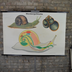 Eetbare tuinslak: originele vintage Duitse jaren 1960 educatieve poster naar beneden trekken schoolkaart biologie illustratie wetenschap anatomie kegels